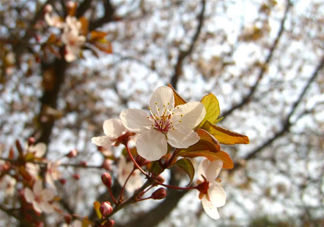 Cherry Plum Flowers Pictures