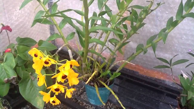 Kết quả hình ảnh cho dendrobium fimbriatum oculatum