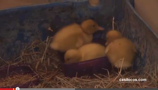 vídeo de tres patos adoptados por una gata