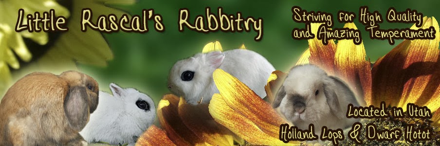 Little Rascal's Rabbitry