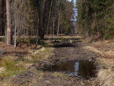 Puszcza Dulowska, wiosna w Puszczy Dulowskiej