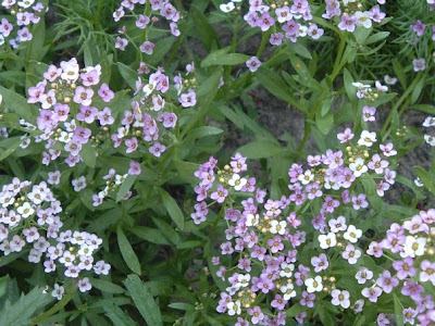 [Photo: lobularia maritima flowers.]