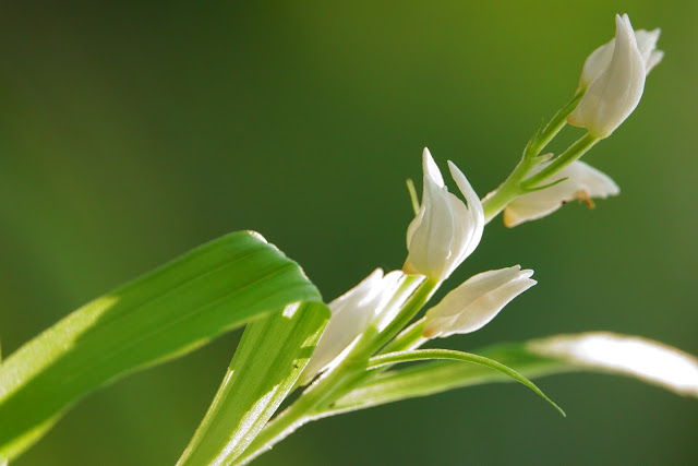 Cephalanthera longibracteata