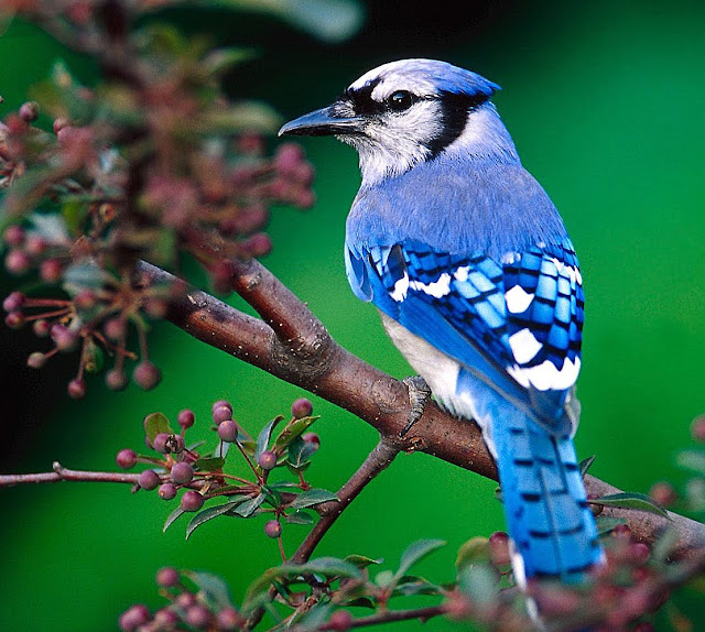 Blue Jay Bird Habitat