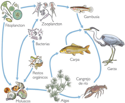 Herbívoros Dinosaurios