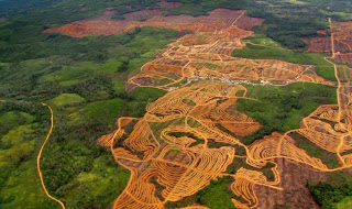 Resultado de imagen para deforestacion y cambio climatico