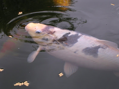 Spring photos and Koi Carp