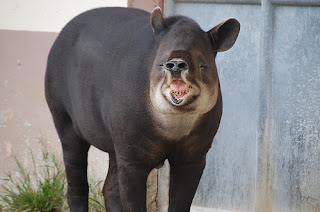 baird's tapir