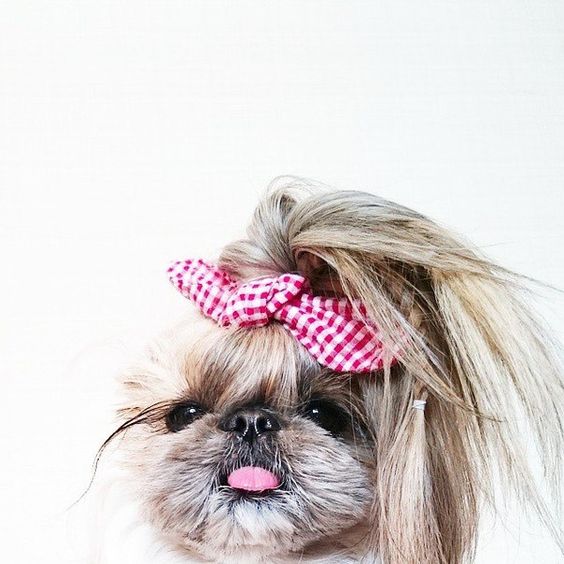 Top Knot Dog Hairstyle