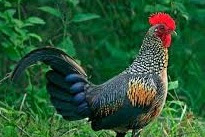 Beternak ayam kelabu dan Penyakit Ayam Akibat Parasit