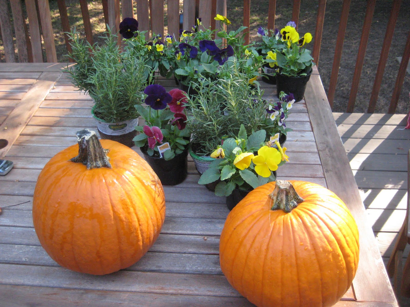 pumpkin centerpieces in