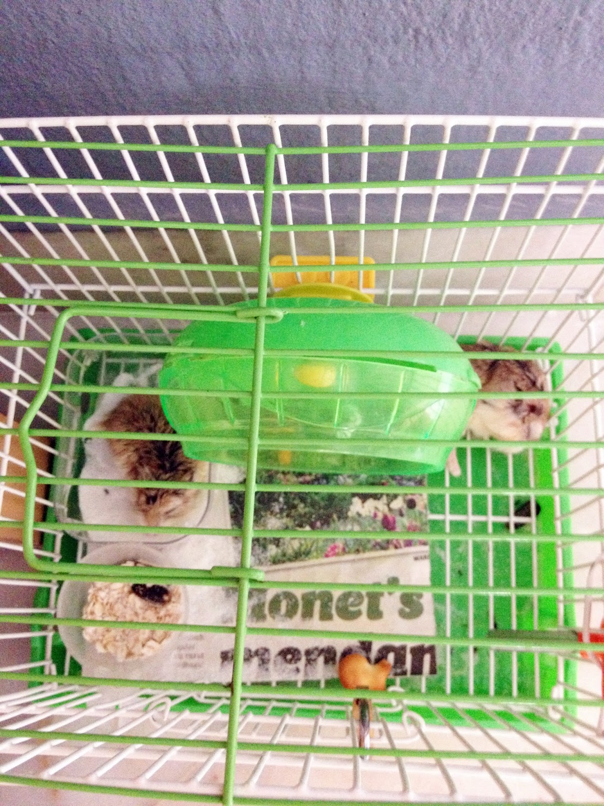 Manik suci: hamster-hamster aina farhana