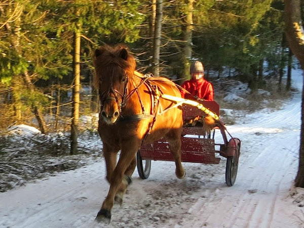 In Memoriam "perähevonen"