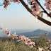 Colli Euganei: la fioritura a Monte Fasolo 