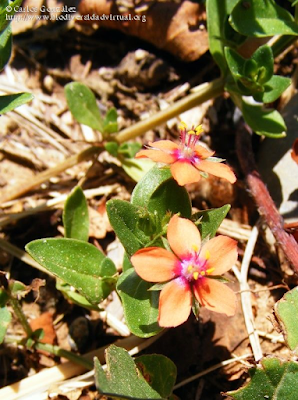 http://www.biodiversidadvirtual.org/herbarium/Anagallis-arvensis-L.-img233947.html