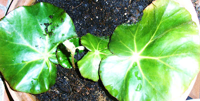 begonia-erythrophylla