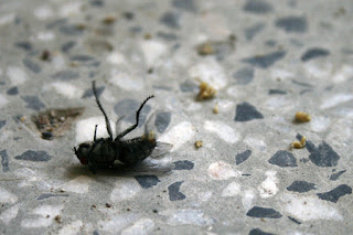 Dying fly giving birth to some sort of lavae