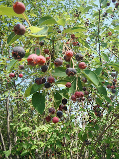 PAO Horticultural