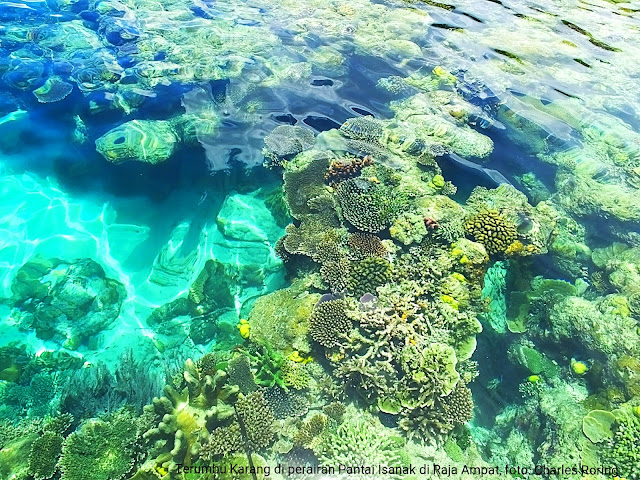 pristine coral reef in Waigeo