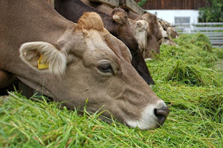 √ faktor yang mempengaruhi Konsumsi Pakan sapi Sapi yaitu binatang ternak anggota suku Bovidae dan anak suku Bovinae √ faktor yang mempengaruhi Konsumsi Pakan sapi