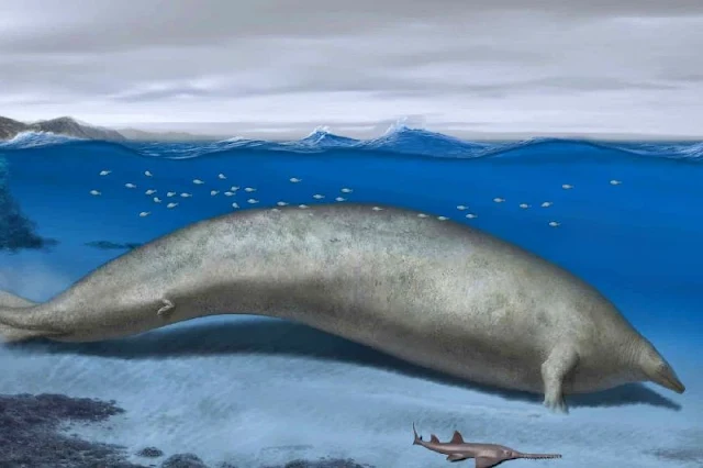 La ballena azul podría dejar de ser el animal más pesado de la Tierra: los científicos tropiezan con los restos de una ballena gigante