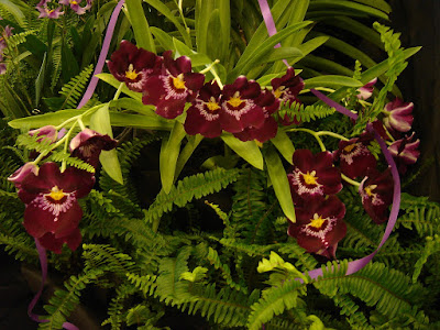 Miltoniopsis Bert Field orchid plant care and culture