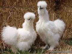 5 Spesis Ayam Paling Unik Dan Jarang Ditemui