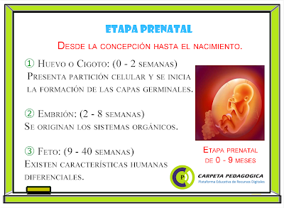 Pizarra: Etapa Prenatal (de 0- 9 meses)