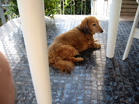 A rest on the balcony