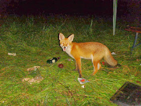 Funny animals of the week - 27 December 2013 (40 pics), smiling fox