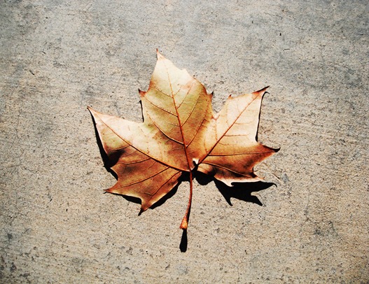 leaf