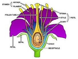 bagian-bagian bunga