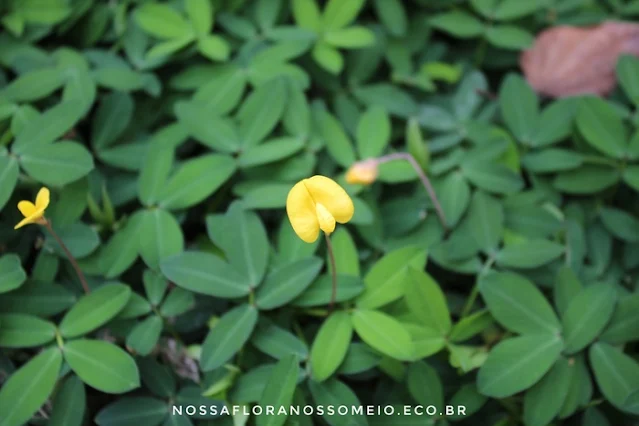 foto-da-pequena-flor-amarela-da-grama-amendoim