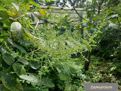 Сумах китайский (Rhus chinensis)