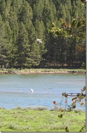 White American Pelican