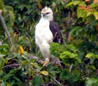 10 Jenis Burung Indonesia Yang Hampir Punah