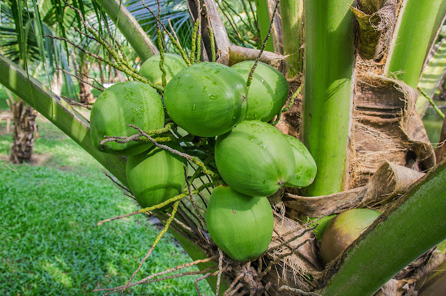 buah kelapa