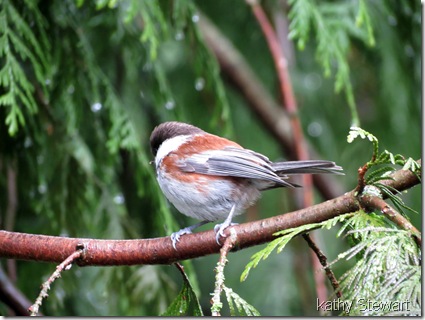 Chestnutbacked Chickadee