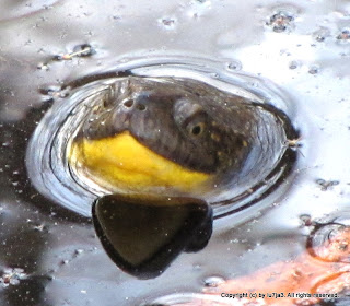 Blanding's Turtle