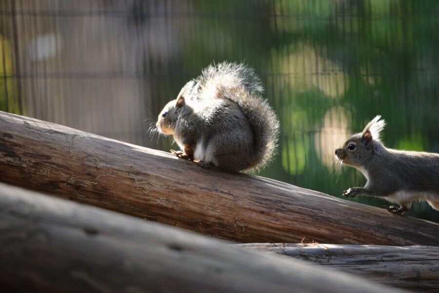 23 Adorable Pictures Of Shy Baby Meerkat And Its Family