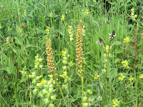 Man Orchid - Copper Hill, Lincolnshire