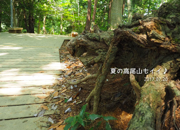 夏の高尾山