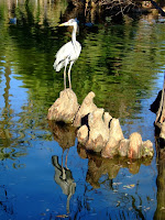 Heron in the park