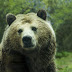 29 Interesting Bear Facts - Serious Facts