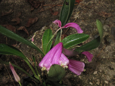 Masdevallia notosibirica care and culture