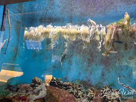 Zee Aquarium Bergen aan Zee Holland Hai Gelege
