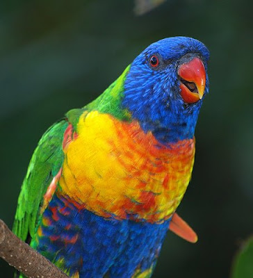 Lorikeet recipe mix