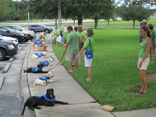 Another view of the entire group of puppies in a down stay.