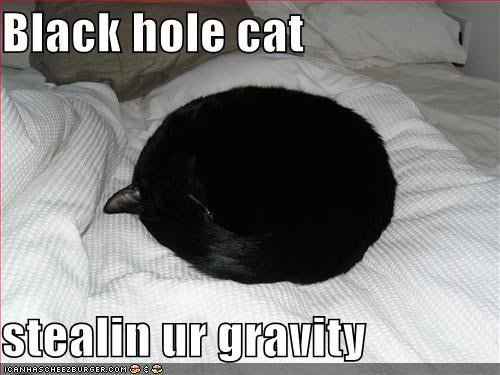 funny cat picture - funny cat pictures-lolcat-blackhole