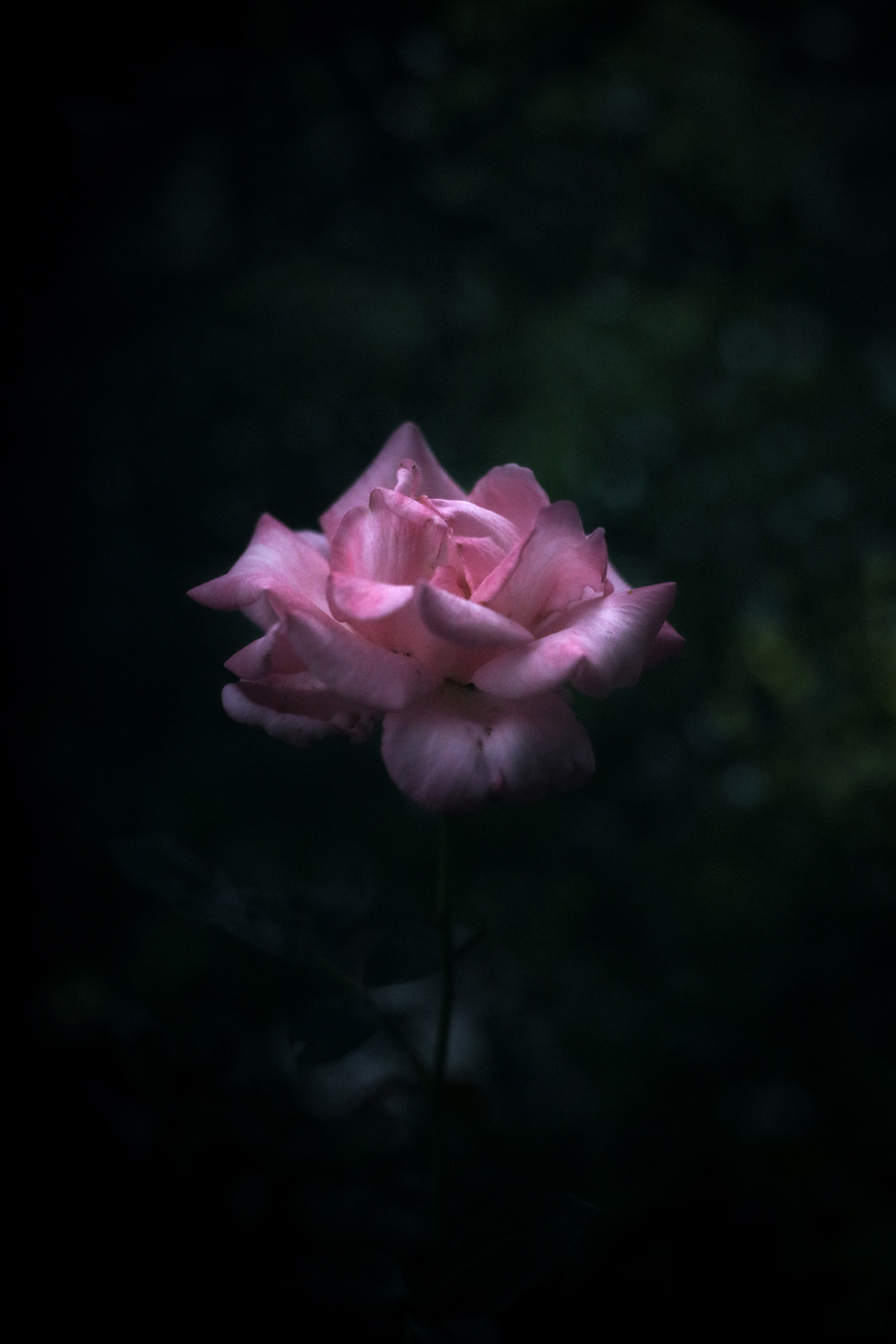 Single pink Rose photographed by alexandra kng